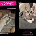 Photo of Comet