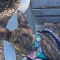 Photo of Gus