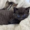 Photo of Pinot