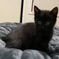 Photo of Pinot