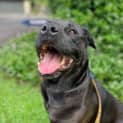 Photo of Willow   6 Year Old Labrador X Rottweiler