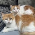 Photo of Magnolia **2nd Chance Cat Rescue**