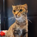 Photo of Fifi