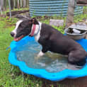 Photo of Lily