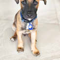 Photo of Balto 12 Week Old Belgian Malinois X (Trial)