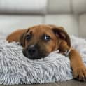 Photo of Nugget