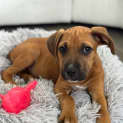 Photo of Nugget