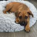 Photo of Nugget