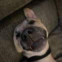 Photo of Rez