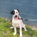 Photo of Pickle