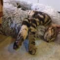 Photo of Gunther