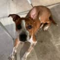 Photo of Rusty