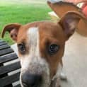 Photo of Rusty