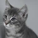 Photo of Geralt