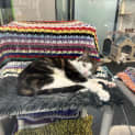 Photo of Pancake