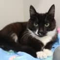 Photo of Lamington