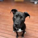 Photo of Buddy