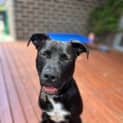 Photo of Buddy