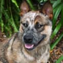 Photo of Buster