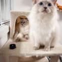Photo of Ziggy (And Oscar)