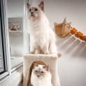 Photo of Ziggy (And Oscar)