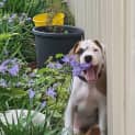 Photo of Jack (Was Fang)