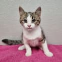 Photo of Pip