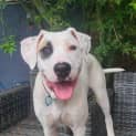 Photo of Patch