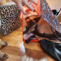 Photo of Tarita / Marigold