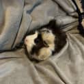 Photo of Twirl
