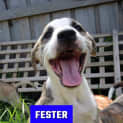 Photo of Fester