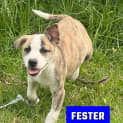 Photo of Fester