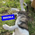 Photo of Dracula