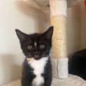 Photo of Tipsy