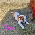 Photo of Zena