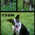 Photo of Tiga