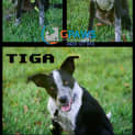 Photo of Tiga