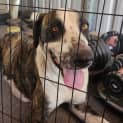 Photo of Ruby   3 Year Old Bull Arab X