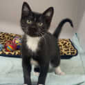 Photo of Sugar