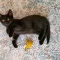 Photo of Neelix
