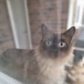 Photo of Pistachio
