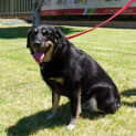Photo of Sadie
