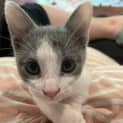 Photo of Rocket