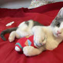 Photo of Rocket