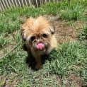 Photo of Bindi