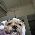 Photo of Bindi