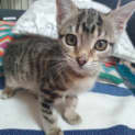 Photo of Hazel And Holly Bonded Kittens