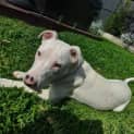 Photo of Lucy 