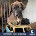Photo of Redbell   8 Week Old Bull Arab X (Trial)