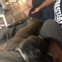 Photo of Redbell   8 Week Old Bull Arab X (Trial)